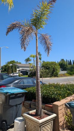 Free palm tree in pot