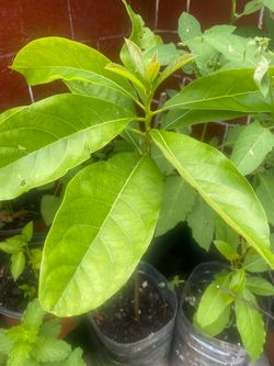 Plantas aguacate chile pimiento papaya limón altamiza y mucho mad