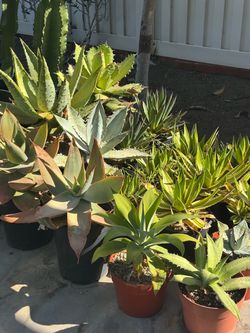 Agave plants