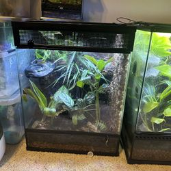 Gecko Terrarium