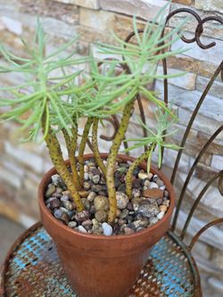 Desert Plant