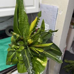 Greenery Arrangement 