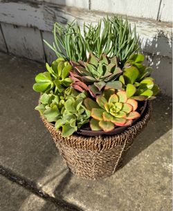 Succulent Filled Basket