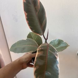 Ficus Ruby Read Description 