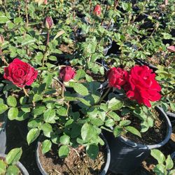 Rose Bush