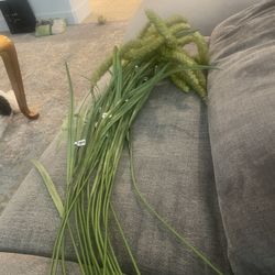 decorative plant bouquet of 18 $25 for all