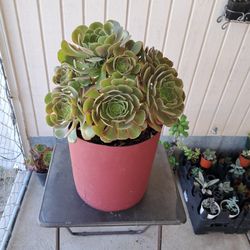 Aeonium Succulent