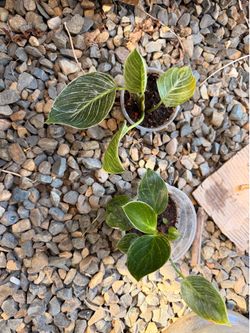 Houseplant