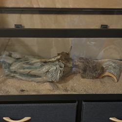 2 reptile tanks 20g /10g