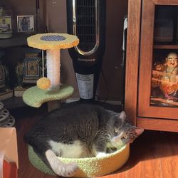 Sunflower Cat Tree