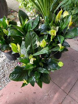Home & Garden