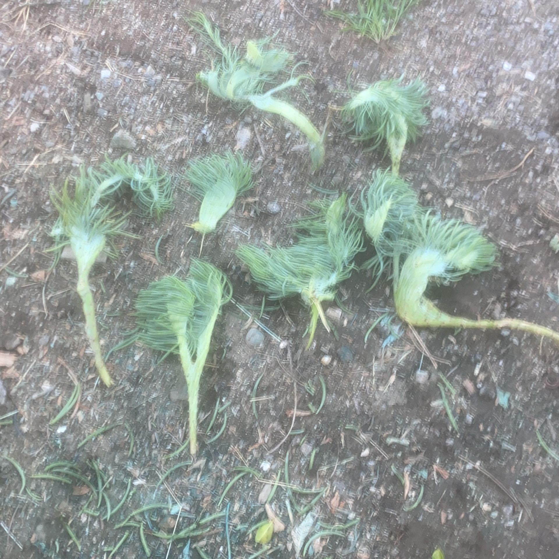 Mermaid tail succulents