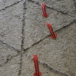 Squid Teaser 5 Squids 