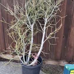 Pencil Stick Succulent, It’s About 6 Years Old Over 5ft Tall 