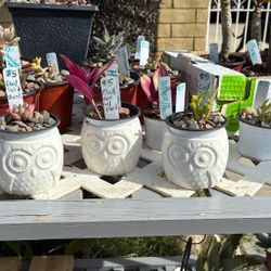 Owl Pot With Small Plant, $5 Each