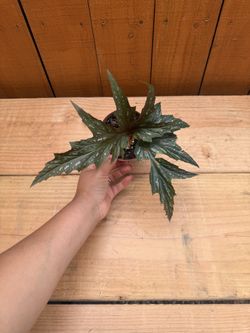 Angel Wing Begonia 🪴 4”