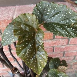 Angel Wing Plant / Planta Ala De Angel 