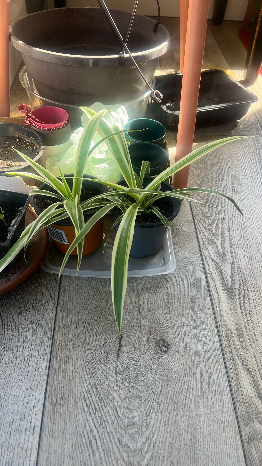 Healthy Spider Plants
