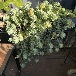 Sedum reflexum 'Blue Spruce'  succulent