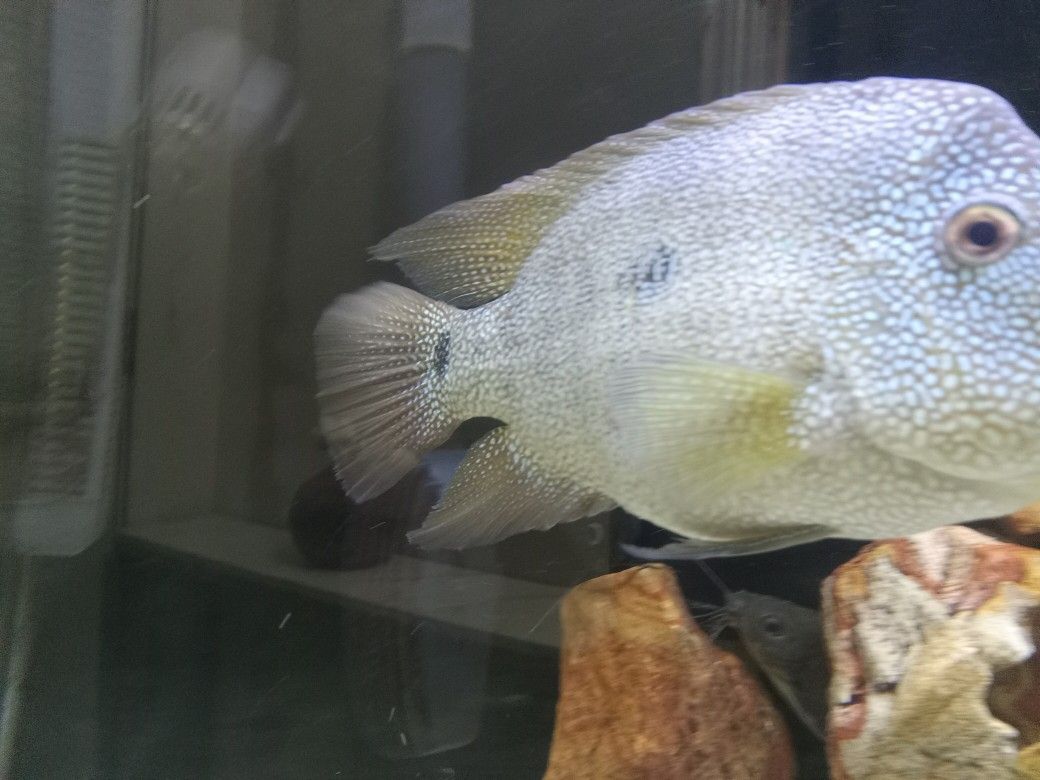 Fish Tank Sale..