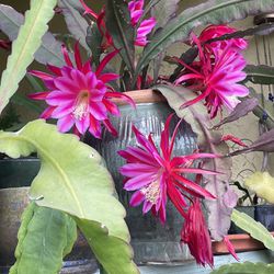 Magenta Orchid cactus- Cutting Only  