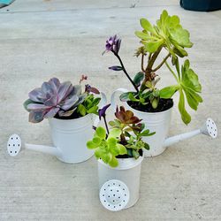 Mothers Day Succulent Planters