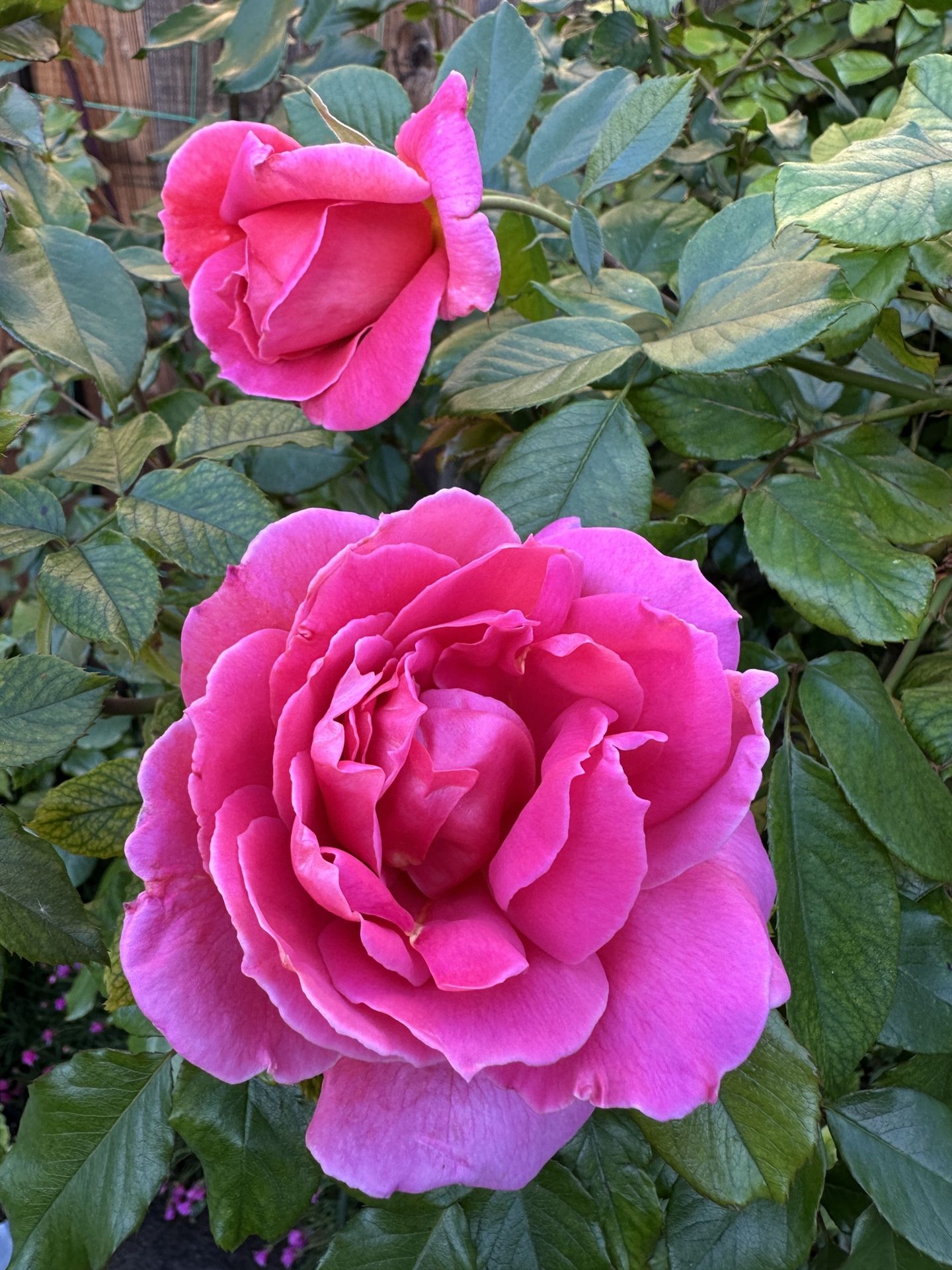 Live Rose Plants