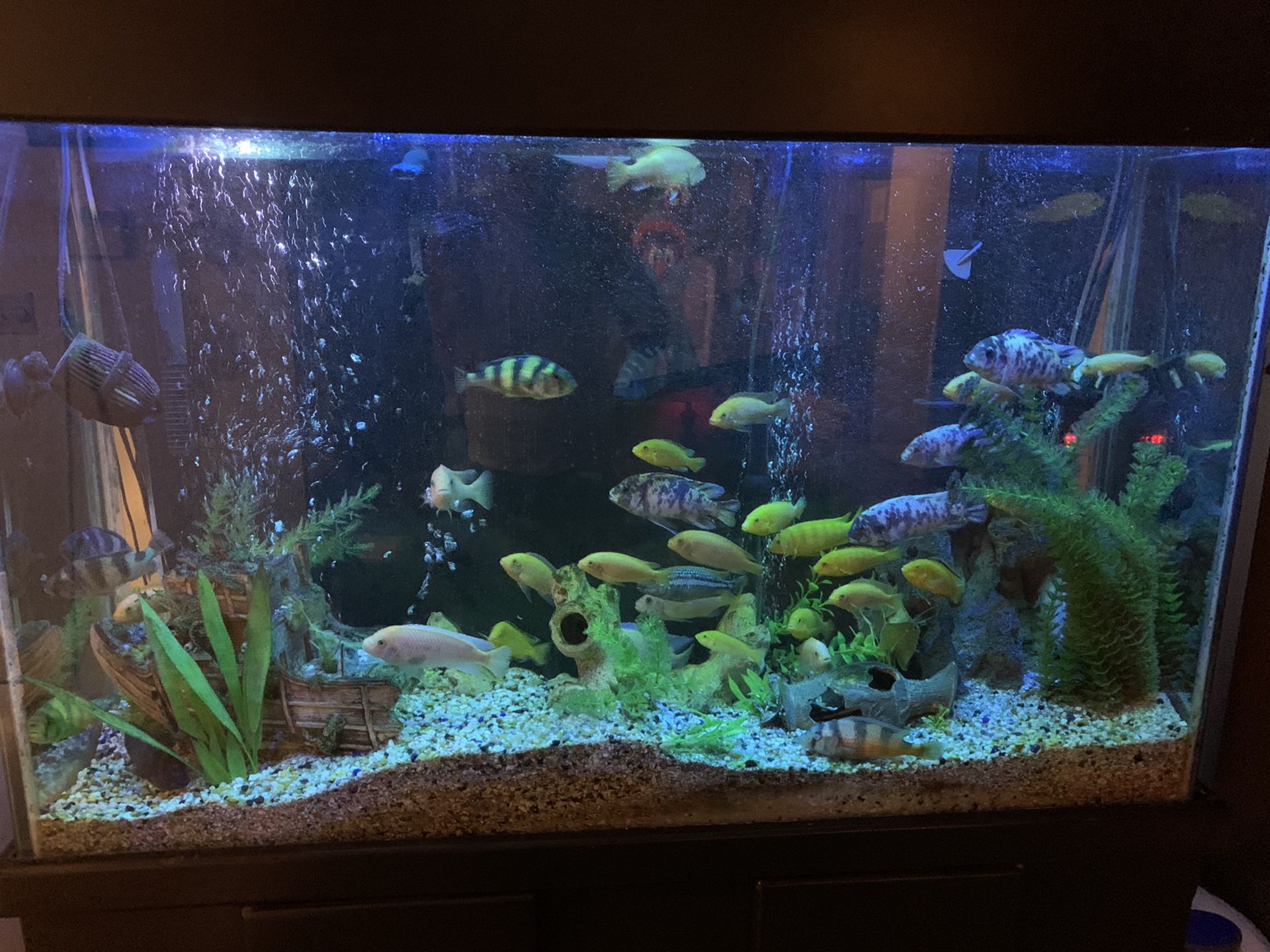 100 gallon tall aquarium fish tank. 48x15x33