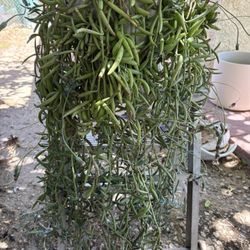 Bonita Planta