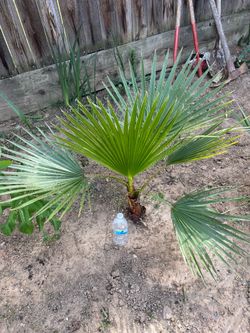 Tree - Beautiful Mexican Fan Palm. Over 30” Tall.