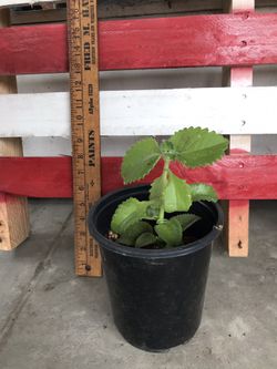 Cuban oregano plant