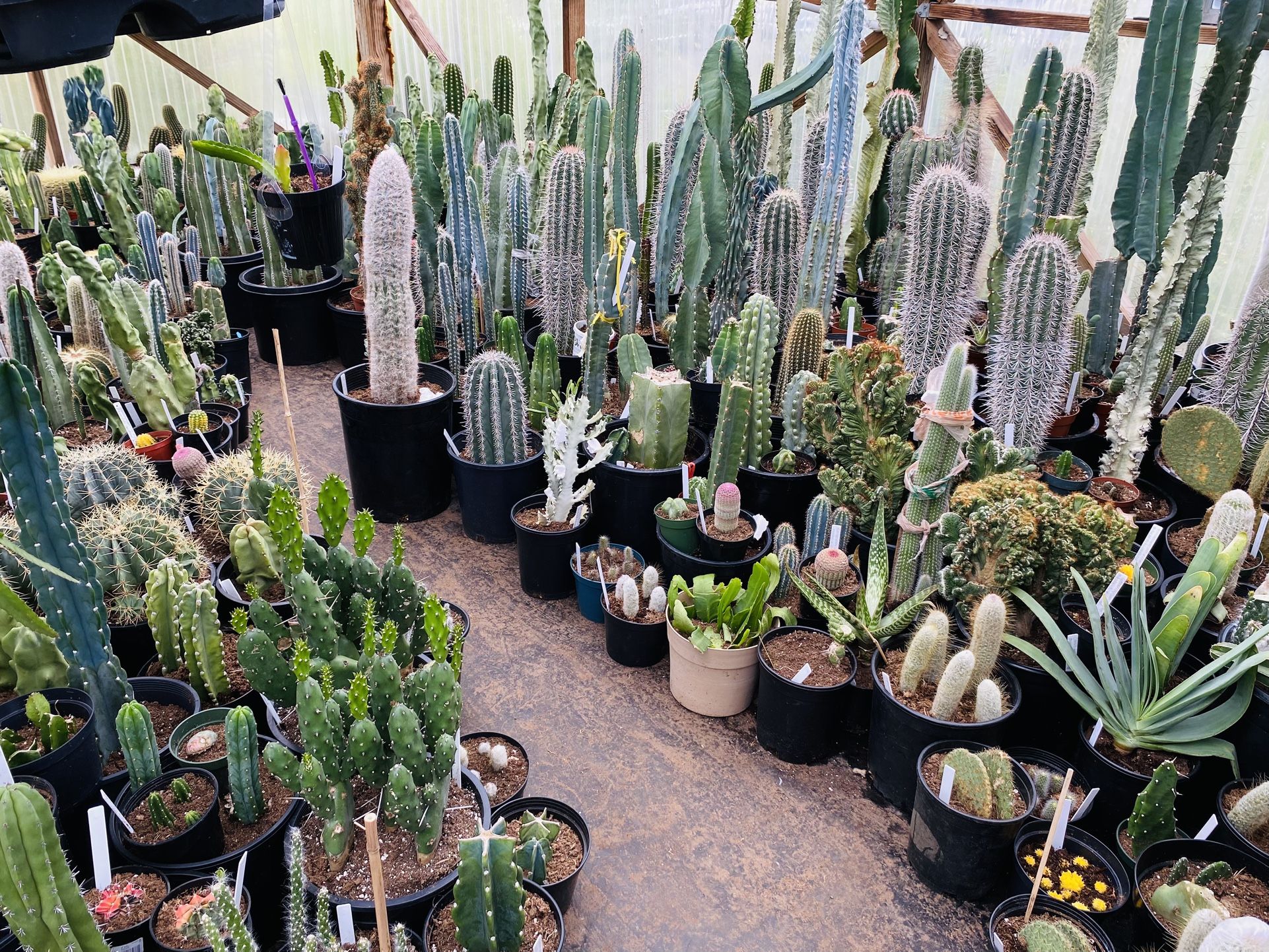 Cactus