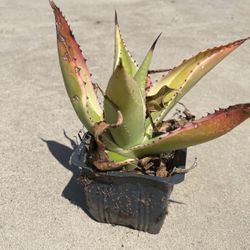 Plants