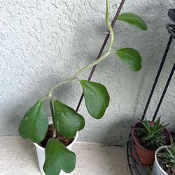 Hoya kerrii  plant