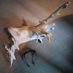 Driftwood 