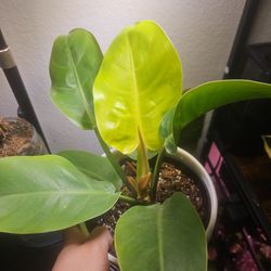 6" Philodendron Moonlight 