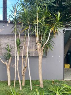 Extra Large Dracaena Marginata Tree clippings