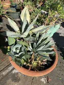 Agave Assortment