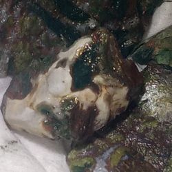 The Rarest Type Petrified Wood Green Agatized Lot Of 5