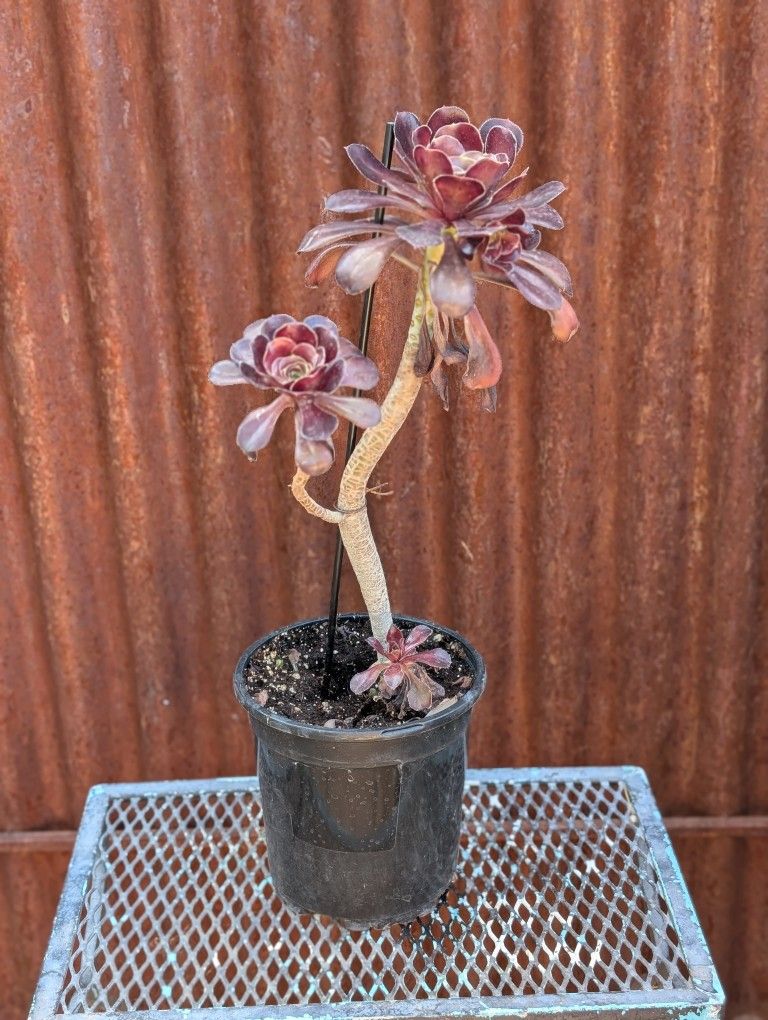 Black Rose Succulent