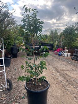 Sour soap Guanabana tree