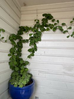 Hoya kerrii con macetero de cerámica