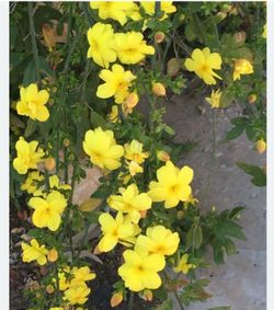 Japanese Primrose Jasmine yellow flowers.  Hoa Mai Nhat ( hoa vàng)
