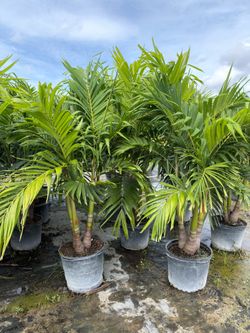 Christmas Palms 15 Gallon