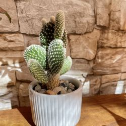 Cactus In 2.5"H White Textured Ceramic Pot.