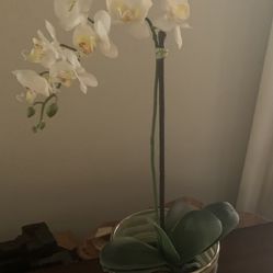 Beautiful Vase And Orchid 
