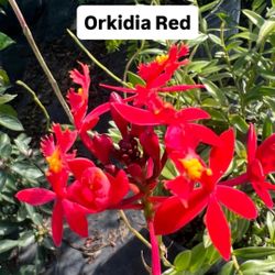 🌺 Plant: Orkidia Red