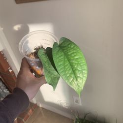 Amydrium Medium Silver Plant 🪴 