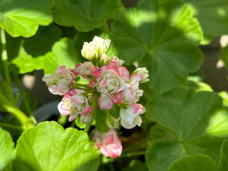 Apple Geranium super pretty small pot 10 and big pot 15