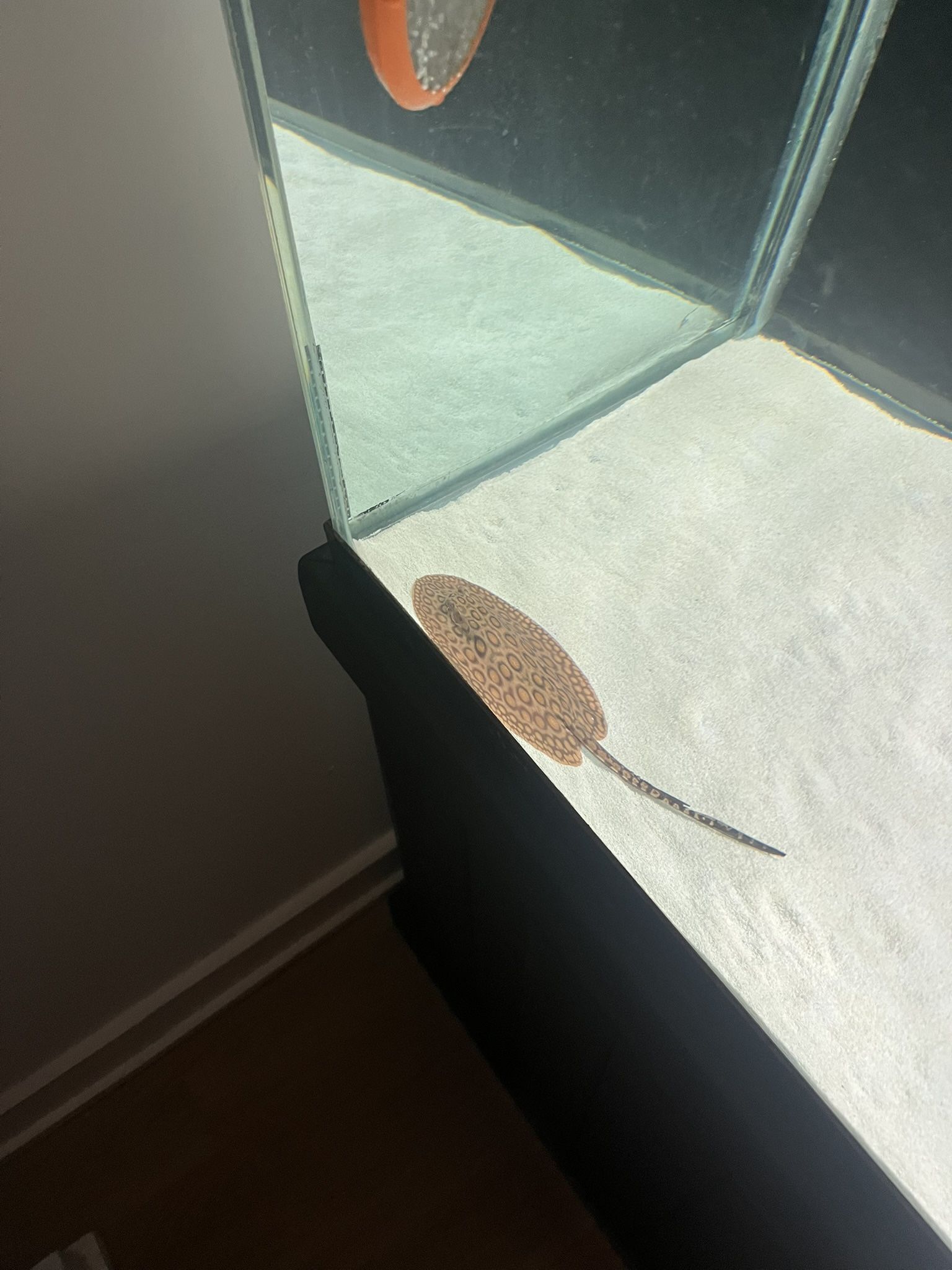 King Marble Mini Motoro